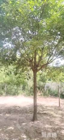15公分流苏树