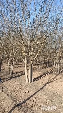 高度500厘米丛生国槐