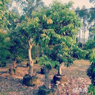 15公分荔枝树