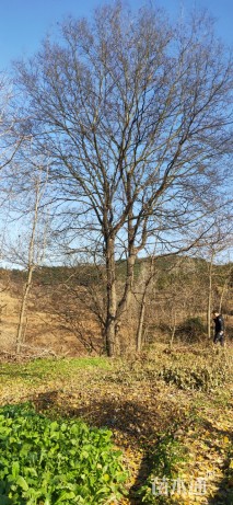 80公分朴树