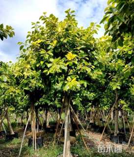 高度450厘米富贵榕