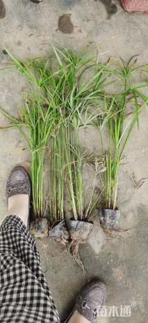 高度30厘米旱伞草