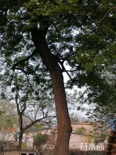 45公分(1杆)丛生朴树