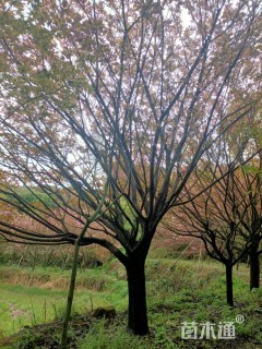 19公分日本晚樱