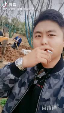 120公分多杆朴树