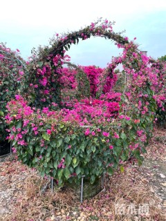 高度200厘米三角梅