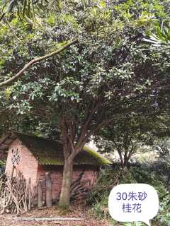 30公分桂花