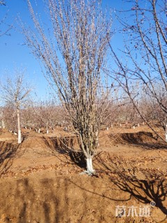 18公分西府海棠