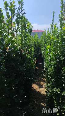 高度100厘米北海道黄杨