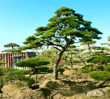 30公分造型黑松