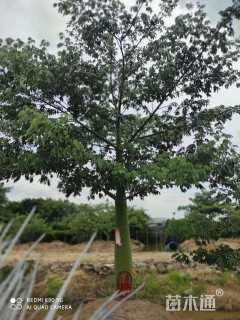 20公分大腹木棉