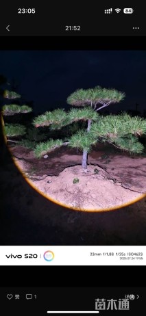 15公分造型黑松