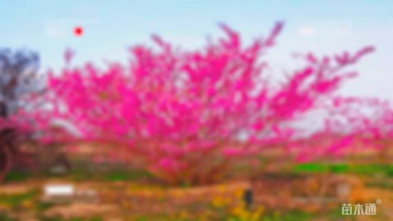 高度600厘米紫荆