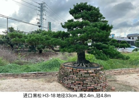 高度200厘米黑松