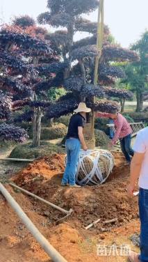 15公分造型红花继木桩