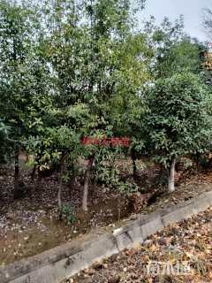 12公分椤木石楠