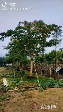 20公分凤凰木