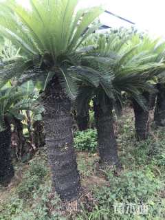 裸干高50厘米多头苏铁