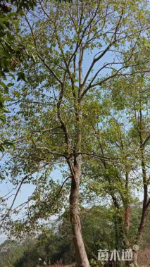 30公分朴树