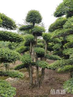 10公分造型小叶女贞