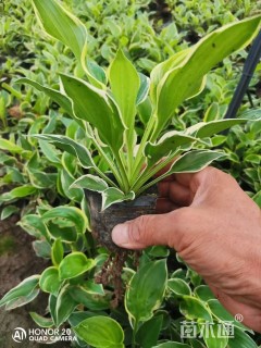 高度30厘米金边玉簪