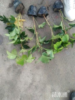 高度20厘米熊掌木小苗