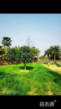 裸干高300厘米中东海枣