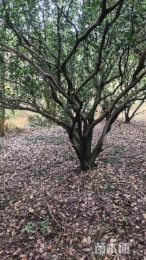 高度350厘米南丰蜜桔