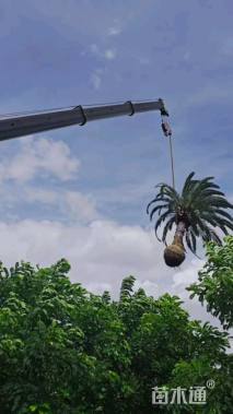 裸干高100厘米加拿利海枣