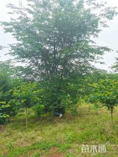 21公分染井吉野樱