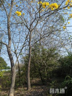 15公分黄花风铃木