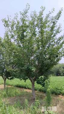 15公分日本晚樱