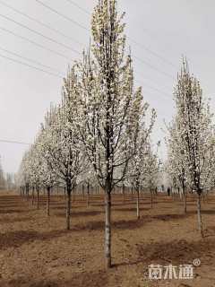 10公分彩叶豆梨