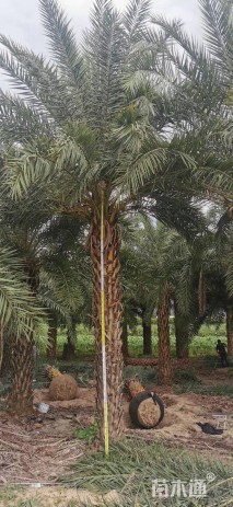 裸干高400厘米海枣