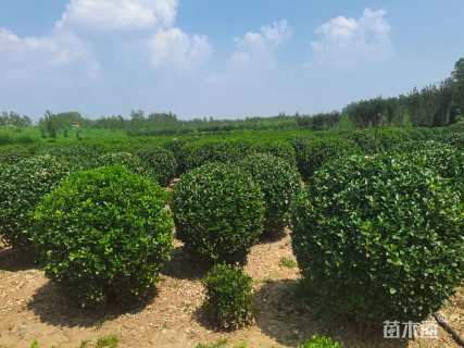 冠幅150厘米大叶黄杨球