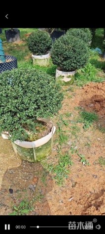 冠幅120厘米龟甲冬青球