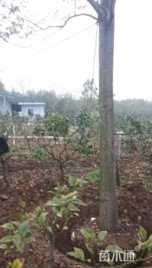 15公分黄山栾树