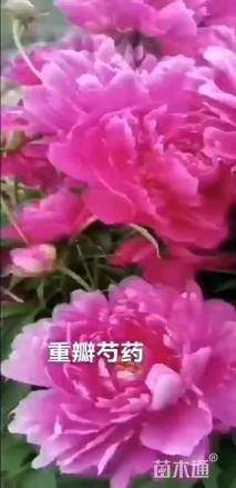芍药种子