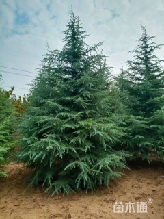 高度500厘米雪松