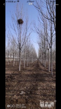 10公分速生白蜡