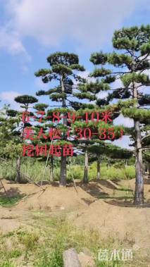 20公分造型油松