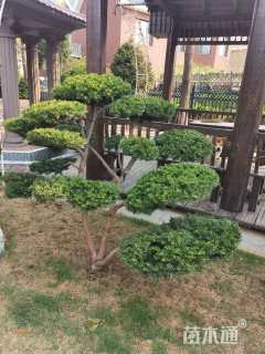 16公分东北红豆杉