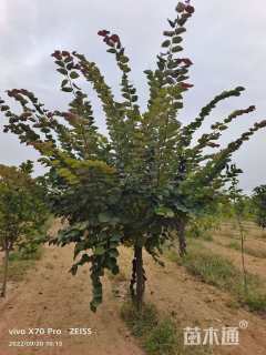 10公分加拿大紫荆