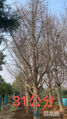 30公分银杏