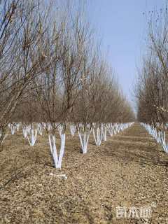高度600厘米丛生三角枫