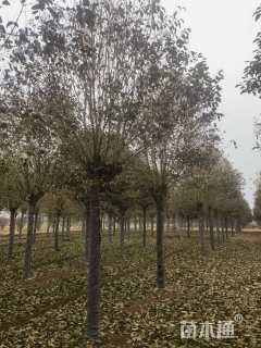 16公分大叶女贞