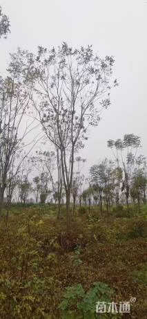 10公分(5杆)栾树