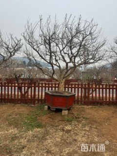 高度400厘米石榴