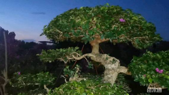 高度180厘米三角梅