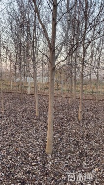 8公分美国红枫-红点